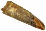 Fossil Spinosaurus Tooth - Feeding Worn Tip #333652-1